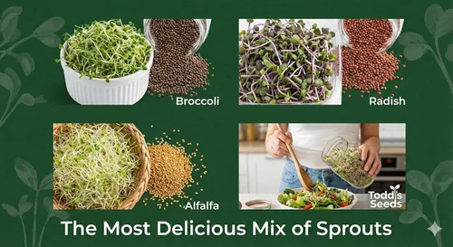 Miniatura 2 de Todd's Seeds Mezcla de semillas para germinar; Brócoli, rábano, alfalfa, sin OMG, libres de químicos, alta germinación (1/4 libra)