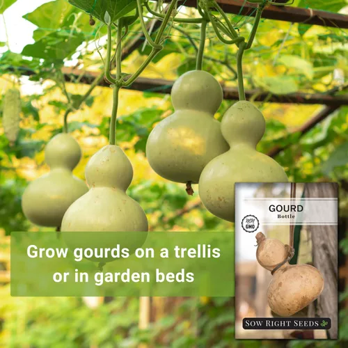 Miniatura 3 de Sow Right Seeds - Semilla de calabaza en botella para plantar - Paquete de reliquia sin OMG con instrucciones para plantar y cultivar un huerto