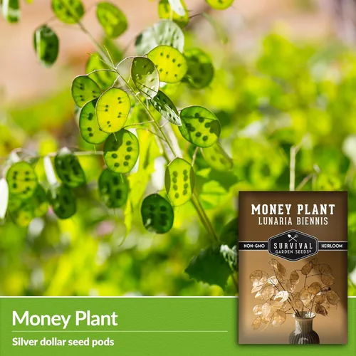 Miniatura 3 de Survival Garden Seeds Semillas de plantas de dinero para plantar, 1 paquete con instrucciones para cultivar Lunaria Annua en el jardín de tu casa