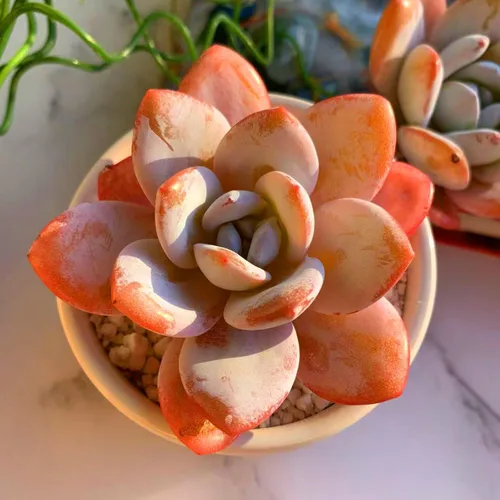 Miniatura 3 de Plantas suculentas vivas Echeveria Laui de 2.5 pulgadas, suculentas rojas raras con raíz desnuda sin tierra de maceta, plantas vivas para decoración