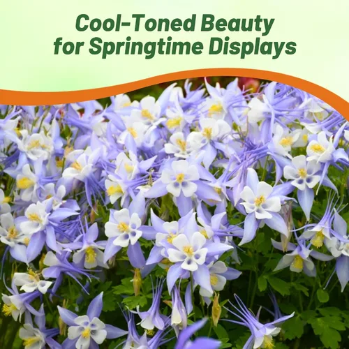 Miniatura 6 de Outsidepride Blue Star Semillas de Columbine – 1000 piezas de semillas de flores perennes, fáciles de cultivar para plantar, adecuadas para jardín