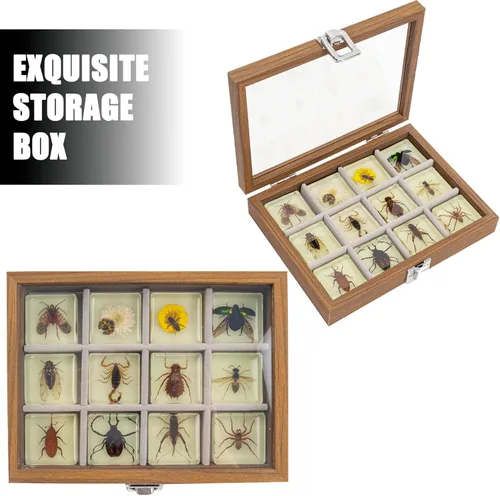 Miniatura 3 de Juego de muestras de insectos, colección de insectos, regalo educativo científico para niños de 3 a 8 a 12 años