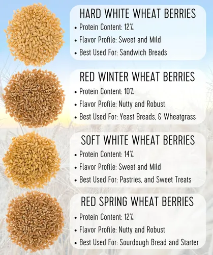 Miniatura 9 de Palouse Brand Granos de trigo rojo duro de invierno certificados libres de residuos de glifosato 1 libras Cultivado por agricultura familiar