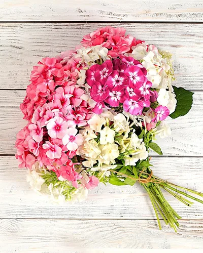 Miniatura 2 de 100 Phlox de Oveja Mezcla Pastel Phlox Drummondii Semillas de Flores Multicolor