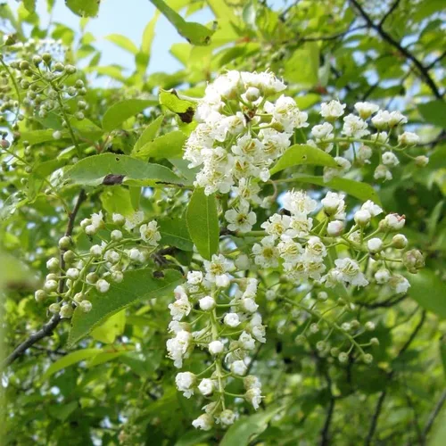 Miniatura 4 de Prunus virginiana (Black Chokecherry, Black Choke Cherry) Semillas de árbol, Atractivo follaje otoñal, semillas de MySeeds.Co, elige