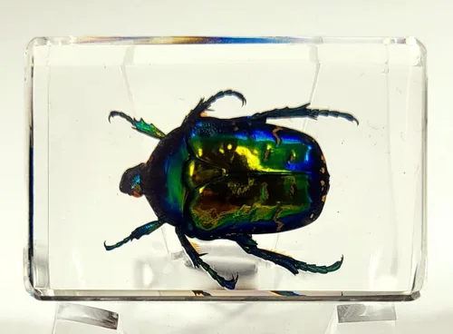 Escarabajo británico Chafer de rosa real de 1.732 pulgadas en resina de lucita cristalina, muestra preservada de cetonia aurata, insectos,
