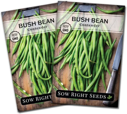Sow Right Seeds - Semillas de frijol verde Contender de arbusto para plantar - Paquete de semillas autóctonas sin OMG - Variedad sin hilos para
