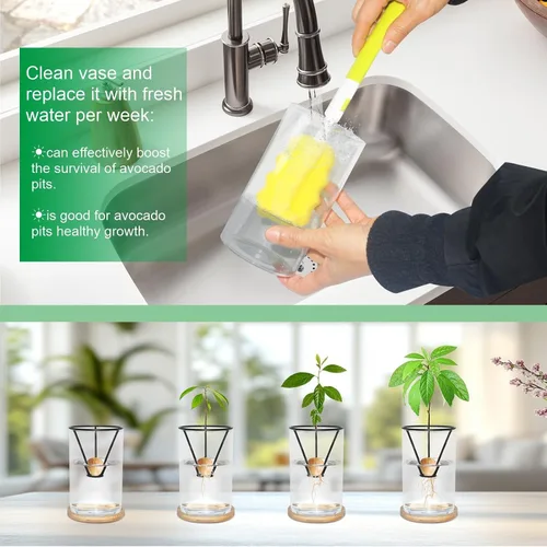 Miniatura 4 de Kits de cultivo de árboles de aguacate con cepillo para botellas, figura de aguacate, base de bambú, jarrón de iniciación de semillas de aguacate