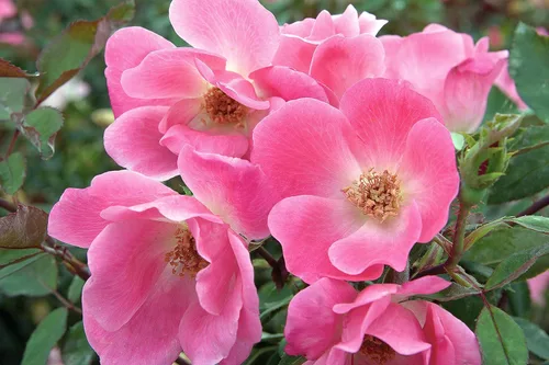 Miniatura 4 de Green Promise Farms Rosa Knock Out (Reblooming) Rose, contenedor tamaño 2, flores de coral