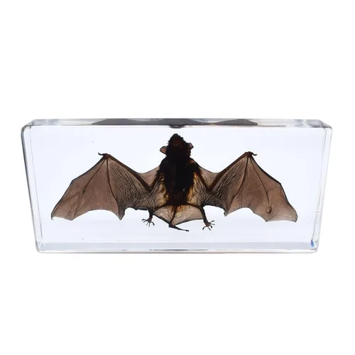 Espécimen de murciélago real de taxidermia grande, espécimen de animales en resina para ciencias, aula, educación científica, grande (5.5 x 2.5 x
