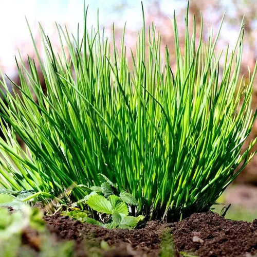 Miniatura 7 de Cebollino Allium schoenoprasum ajo silvestre 100+ semillas