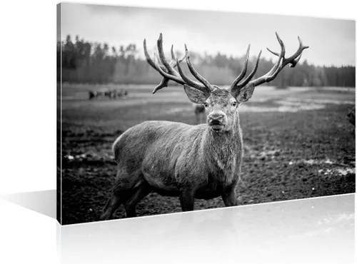 Miniatura 8 de Arte de pared en blanco y negro con diseño de vaca escocesa de las tierras altas en la Isla de Mull impresiones sobre lienzo, decoración del hogar