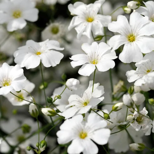 Miniatura 5 de Seed Needs White Baby's Breath Seeds para plantar, reliquia y flores anuales polinizadas abiertas, perfectas para un jardín de mariposas, ramos