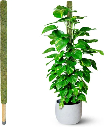 Miniatura 11 de DUSPRO Poste no doblable de 59 pulgadas para plantas trepadoras grandes, poste de musgo grande para Monstera, estacas para plantas