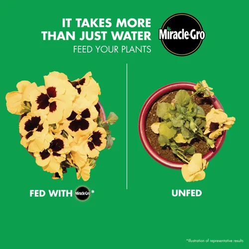 Miniatura 6 de Miracle-Gro Regadera individual Alimento vegetal soluble en agua multiusos, paquete de 2