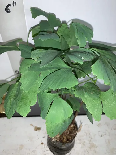 Miniatura 4 de Más de 6 plantas de ginkgo biloba de 1 año