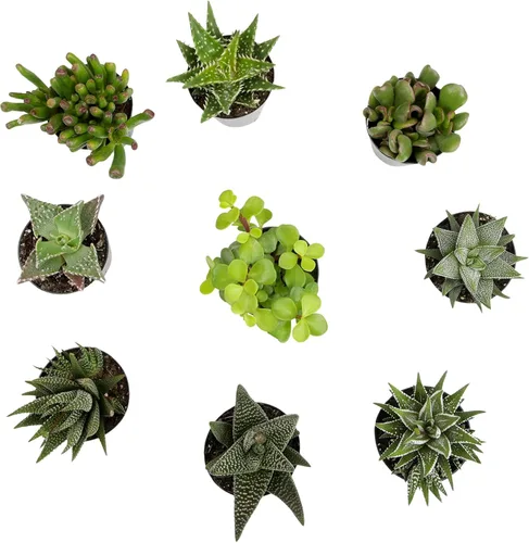 Miniatura 8 de Altman Plants, plantas suculentas variadas vivas para el hogar (paquete de 8), plantas suculentas para el hogar y la oficina, plantas vivas