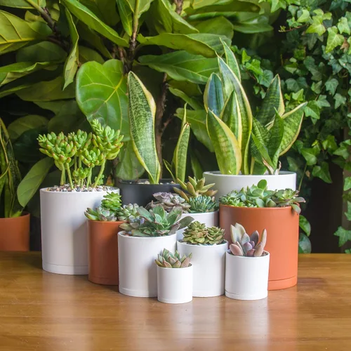 Miniatura 2 de D'vine Dev Paquete de 10 macetas de plástico para plantas, maceta cilíndrica para suculentas de interior de 6.5/6/5.5/4.5/4/3.5/3/2.5/2 pulgadas