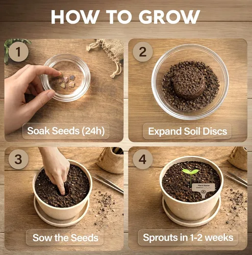 Miniatura 3 de Kit de inicio de Bonsái – Cultivo de Jacaranda Bonzai Kit completo de árbol interior para cultivar plantas con herramientas y maceta – Regalos