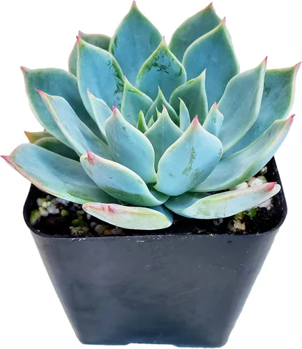 Miniatura 6 de Fat Plants San Diego Live Echeveria Planta Suculenta Híbrida, Lola
