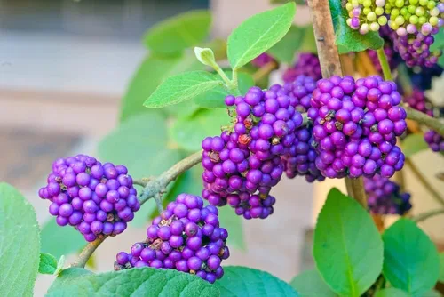 Miniatura 7 de Plántula de árbol vivo para plantar - Cultivar plantas de árboles vivos - No se envía a California (Pacana del Norte)