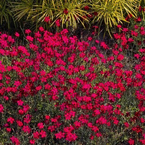 Miniatura 10 de Outsidepride Deltoides Maiden - Semillas de Dianthus rosa para plantar, 5000 unidades, semillas de flores perennes resistentes y fáciles de cultivar