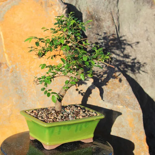 Miniatura 10 de Brussel's Bonsai Árbol bonsái de ciruela dulce china viva, 5 años, 6 a 10 pulgadas, bonsái de interior en maceta de bonsái de cerámica