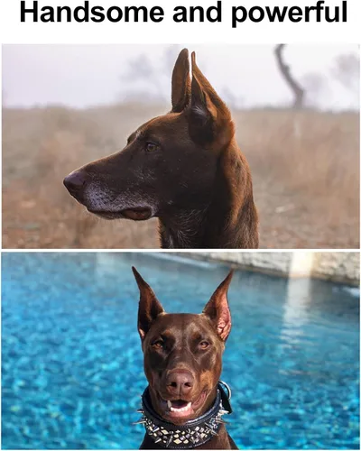 Miniatura 6 de 1 par de calcomanías para orejas de perro, herramienta de soporte vertical de corrección fija de oreja de perro, soporte vertical para orejas