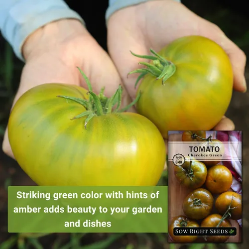 Miniatura 3 de Sow Right Seeds - Semillas de tomate verde Cherokee para plantar - Paquete de reliquia sin OMG con instrucciones para plantar un huerto casero