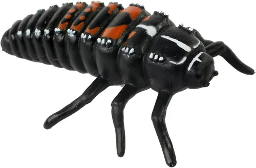 Miniatura 5 de Insect Lore estados del ciclo de la vida de mariquita