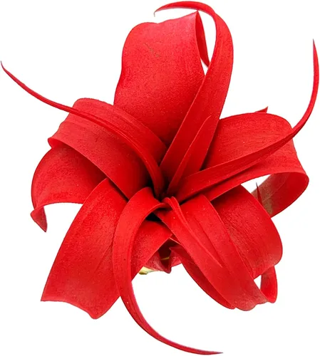 Miniatura 4 de ragnaroc Plantas de aire – Tillandsia Xerographica Pup teñido, grande 2-4 pulgadas (Jule Red) – 1ct – Llegada viva garantizada – Plantas