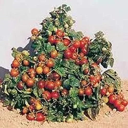 Miniatura 3 de Tiny Tim Tomato (El Tomate Original "Patio") mmm... BUENO!!!!!!!(10 - Semillas)