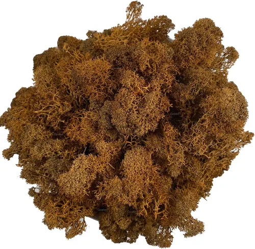 Musgo artificial conservado, musgo natural fresco verde de reno para proyectos de artes florales, decoración de pared, decoración de mesa, centros