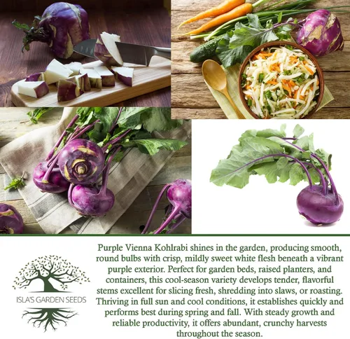Miniatura 6 de Purple Vienna Semillas de colinabo (Brassica oleracea var. gongylodes) – Más de 300 semillas de reliquia sin OMG de Isla's Garden Seeds, bulbos