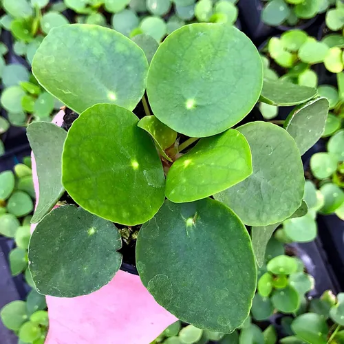 Miniatura 4 de Pilea peperomioides, dinero chino, panqueques o planta para compartir, planta de interior, perenne con interés arquitectónico para feng Shui