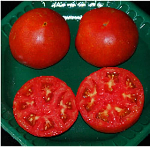 Tycoon Semillas de tomate (40 semillas) Semillas para plantar, granja, cultivo en jardín, invernadero, vegetales, frutas