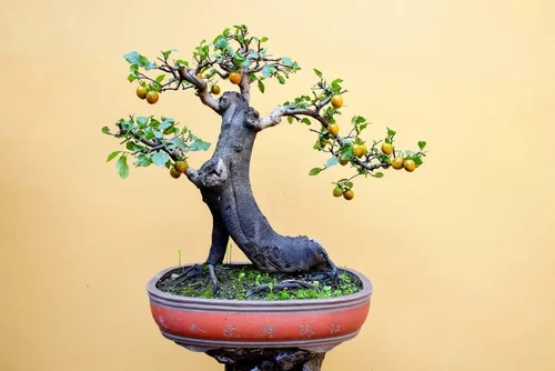 10 semillas de árbol bonsái de caqui, fabricadas en Estados Unidos, se envía desde Iowa, árbol o bonsái popular para exteriores