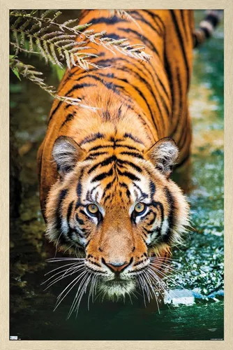 Miniatura 7 de Trends International Tiger - Póster de pared de agua, 14.725 x 22.375 pulgadas, versión enmarcada de madera de granero
