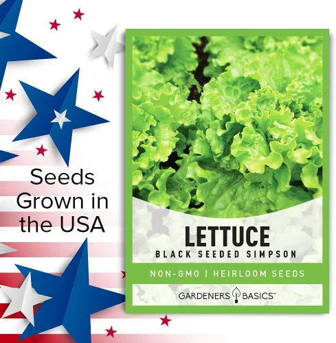 Miniatura 4 de Gardeners Basics, Semillas de lechuga Green Leaf para plantar – (variedad Simpson de semillas negras), variedad de lechuga sin OMG, 0.07 oz