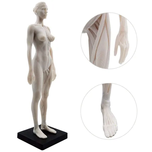 Miniatura 6 de BONEW Modelo del cuerpo de la cabeza del cráneo de la anatomía anatómica humana de la resina de los 30CM del hueso del músculo del modelo masculino