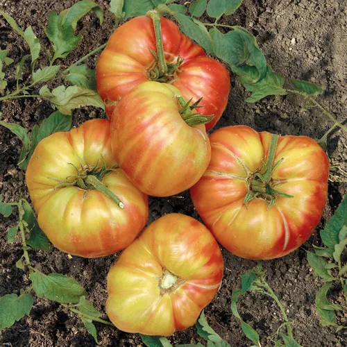 Miniatura 13 de Eden Brothers Semillas de tomate – Semillas de caqui sin OMG para plantar, paquete Semillas de vegetales de bajo mantenimiento, plantas durante