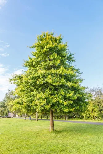 Pin Oak Tree Seeds para plantar | 5 semillas grandes y saludables | Impresionantes hojas de roble rojo en otoño