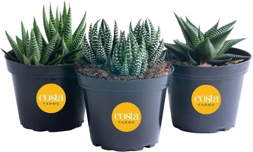 Costa Farms - Suculentas Haworthia, planta de interior viva, con raíz, 6 pulgadas de alto, en maceta cultivadora, paquete de 3 en Grower's Pot