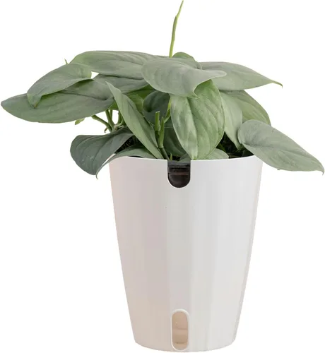 Miniatura 18 de Costa Farms - Aglaonema, planta de interior viva, auto-riego, maceta decorativa, 1 pie de alto, colección Trending Tropicals Maceta de decoración