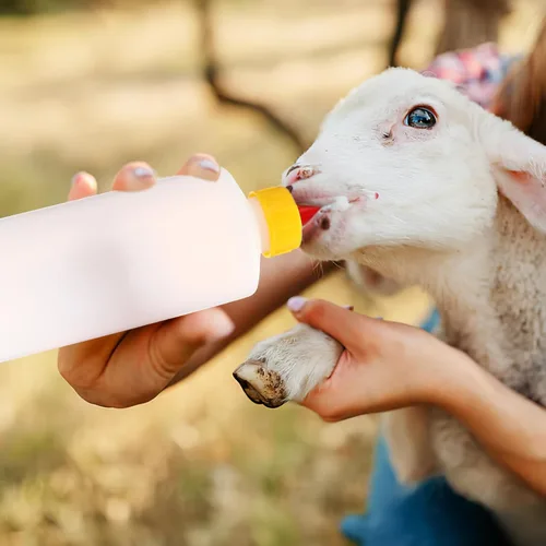 Miniatura 3 de Tofficu Paquete de 5 biberones de cordero de 9 onzas con pezones antimordedura de plástico grueso para ganado, juego de botellas de leche