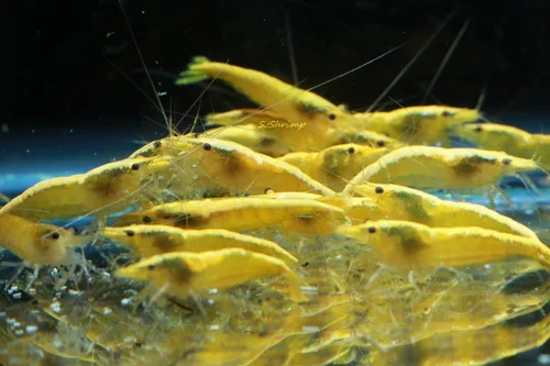 Miniatura 18 de Camarones vivos de acuario de agua dulce - Neocaridina (Carbon Rili, 10 unidades)
