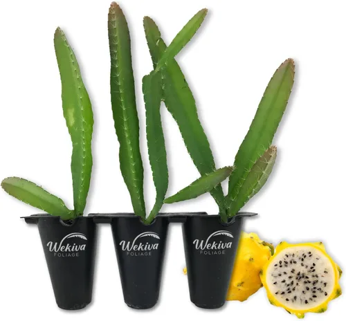 Miniatura 7 de Árbol frutal de dragón amarillo – 4 plantas de arranque vivo – Selenicereus Megalanthus – Planta de frutas tropicales comestibles de Florida