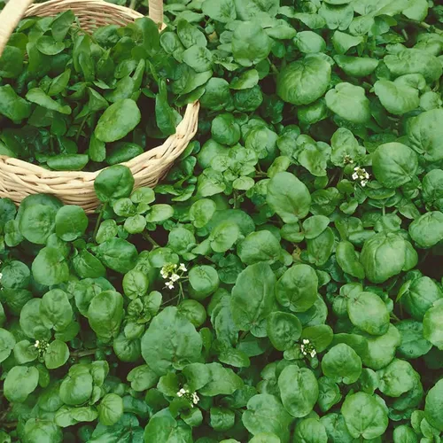 Semillas de jardín de berros - Paquete de 0.04 oz ~ 800 semillas - Sin OMG, semillas de berro y microverdes