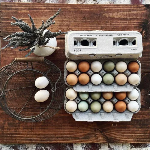 Miniatura 11 de Cartones de huevos impresos vintage, paquete de 90 cajas de cartón Henlay - Sostiene de forma segura una docena de huevos de pollo pequeños a XL