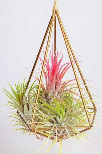 Miniatura 12 de Tillandsia Plantas de aire vivas de interior (paquete de 100), plantas de aire, recuerdos de fiesta a granel o recuerdos de boda, plantas vivas